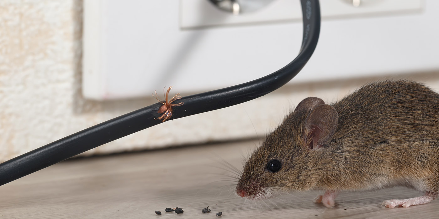 mice vermin control services in Leicester