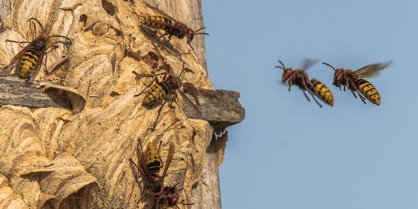 pest controller or wasps and hornets