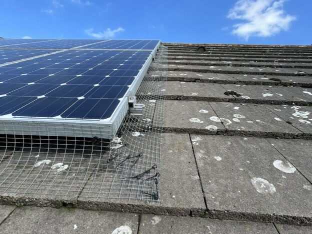 Why is it important to protect your Solar Panels from Pigeons?