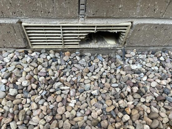 rats or mice chewing through plastic cavity wall vents