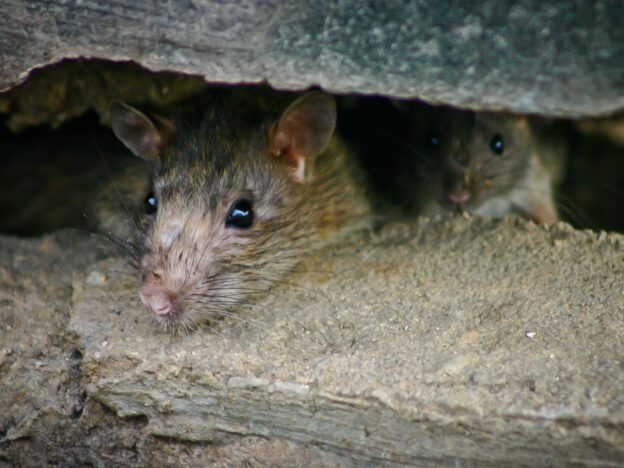 How to Prevent Rodent Infestations in Hospitality Venues with GC Pest Control